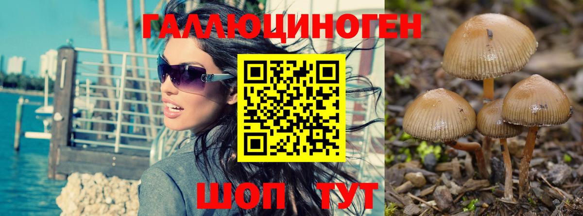 Галлюциногенные грибы Psilocybe Апрелевка